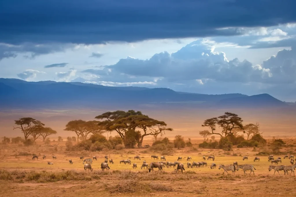 African Savannah. The foot of Mount Kilimanjaro. African animals.