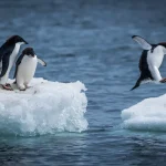 Adelie penguin jumping between two ice floes