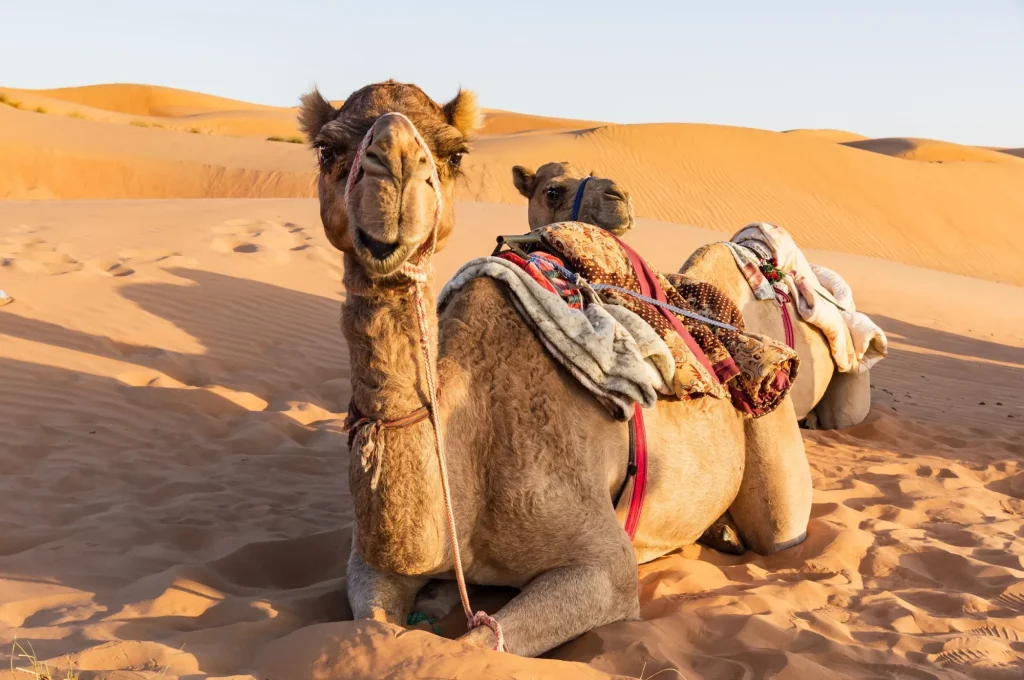 Close-up on Camel sitting on the ground and looking straight - Oman desert