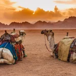Two camels are in the Sinai Desert, Sharm el Sheikh, Sinai Peninsula, Egypt. Orange beautiful sunset above mountains