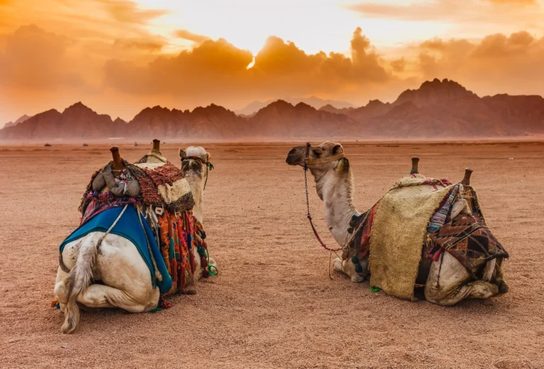 Two camels are in the Sinai Desert, Sharm el Sheikh, Sinai Peninsula, Egypt. Orange beautiful sunset above mountains