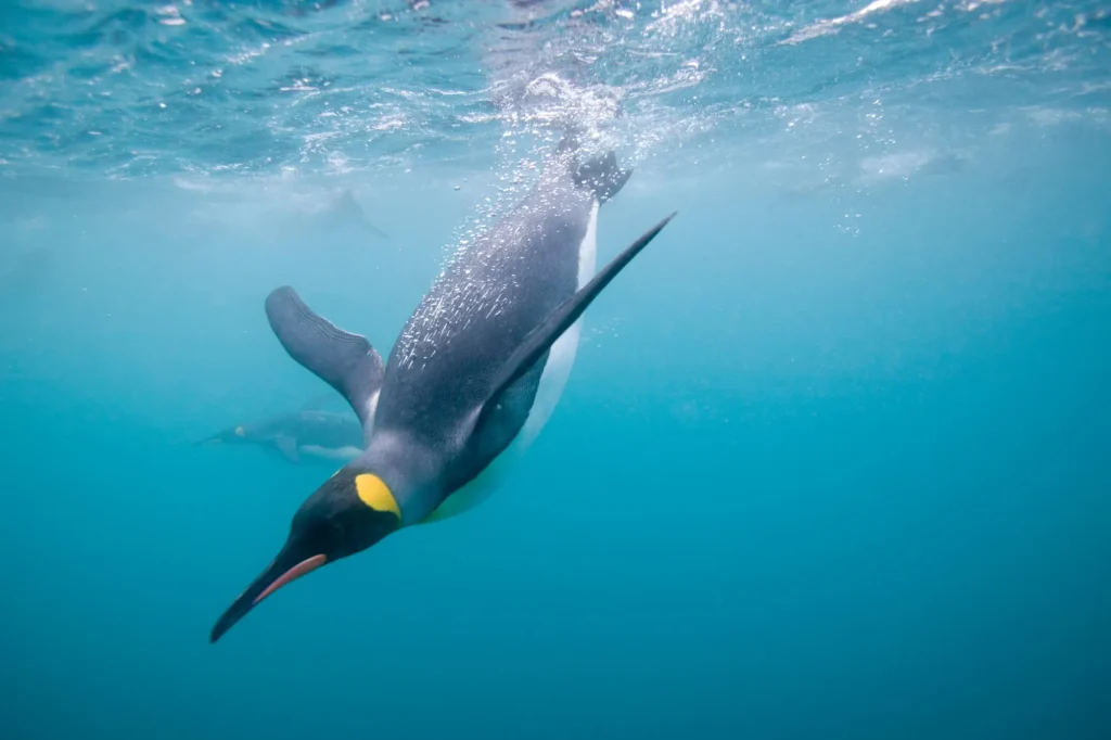King Penguins Swimming Underwater, South Georgia Island, Antarctica