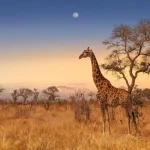 Giraffe at dawn in Kruger park South Africa