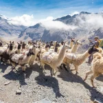 Llamas herd carrying heavy load, Bolivia mountains.
