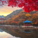 Autumn Maple  in Naejangsan national park, South korea