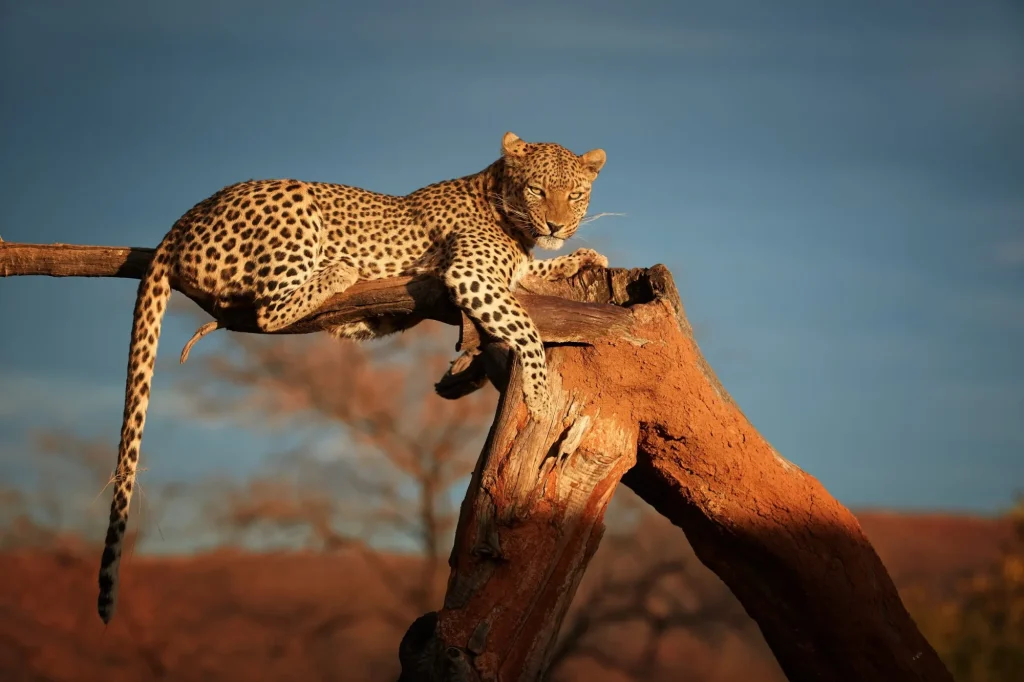 African Leopard, Panthera pardus illuminated by beautiful light, female, resting on a dead tree, staring directly at camera against dark sky. Animal action scene.  Wildlife photography in Namibia.