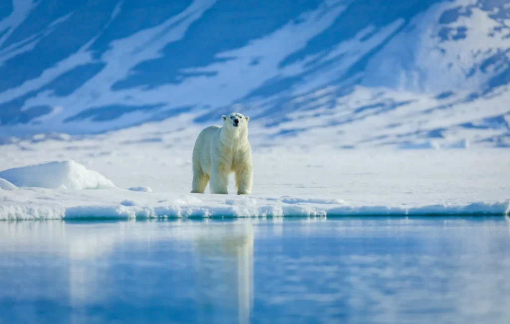 Polar bears in the arctic, Svalbard.