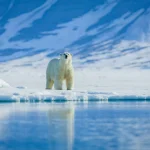 Polar bears in the arctic, Svalbard.