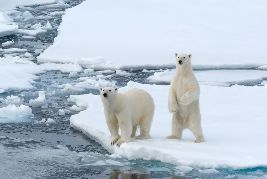 Polar Bears