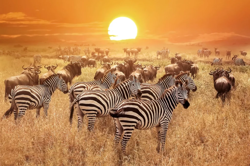 Zebra at sunset in the Serengeti National Park. Africa. Tanzania.