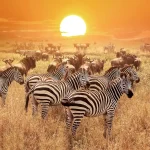 Zebra at sunset in the Serengeti National Park. Africa. Tanzania.