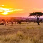 Sunset in savannah of Africa with acacia trees, Safari in Serengeti of Tanzania