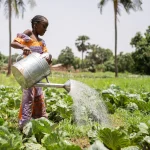 Small black girl with a big and heavy watering can irrgating cabbages in her father's smallholding in West Africa