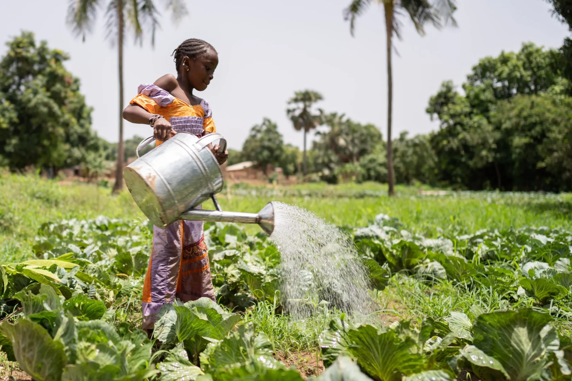 Small black girl with a big and heavy watering can irrgating cabbages in her father's smallholding in West Africa